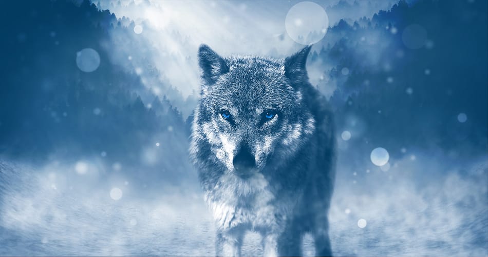 Syreality | Der Wolf als Krafttier - ein weiser Lehrer!