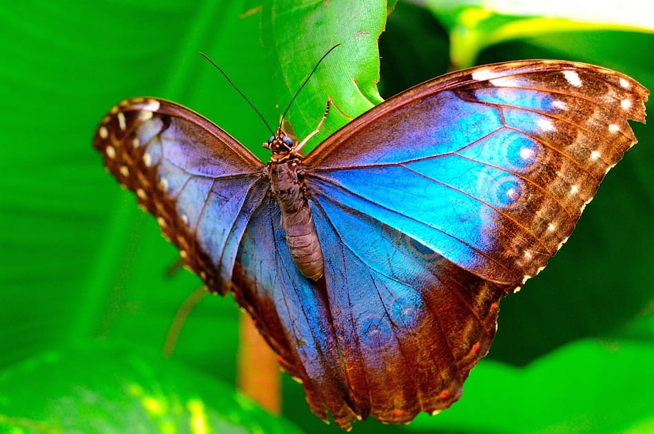 Syreality | Krafttier Schmetterling. Zarte Schönheit, tiefe Stärke!