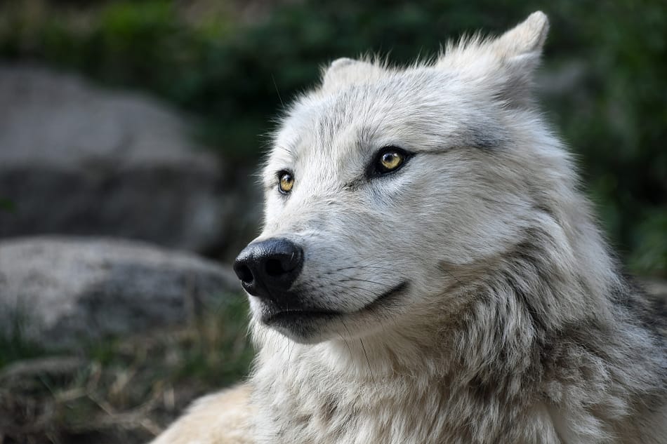Syreality | Der Wolf als Krafttier - ein weiser Lehrer!