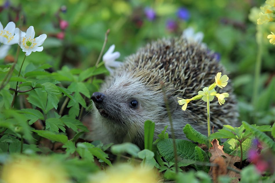 Syreality | Der Igel als Krafttier - Schutz und stachelige Cleverness! Syreality | Der Igel als Krafttier - Schutz und stachelige Cleverness!