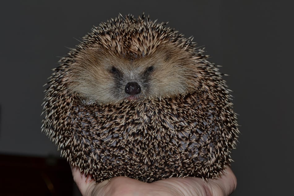 Syreality | Der Igel als Krafttier - Schutz und stachelige Cleverness! Syreality | Der Igel als Krafttier - Schutz und stachelige Cleverness!