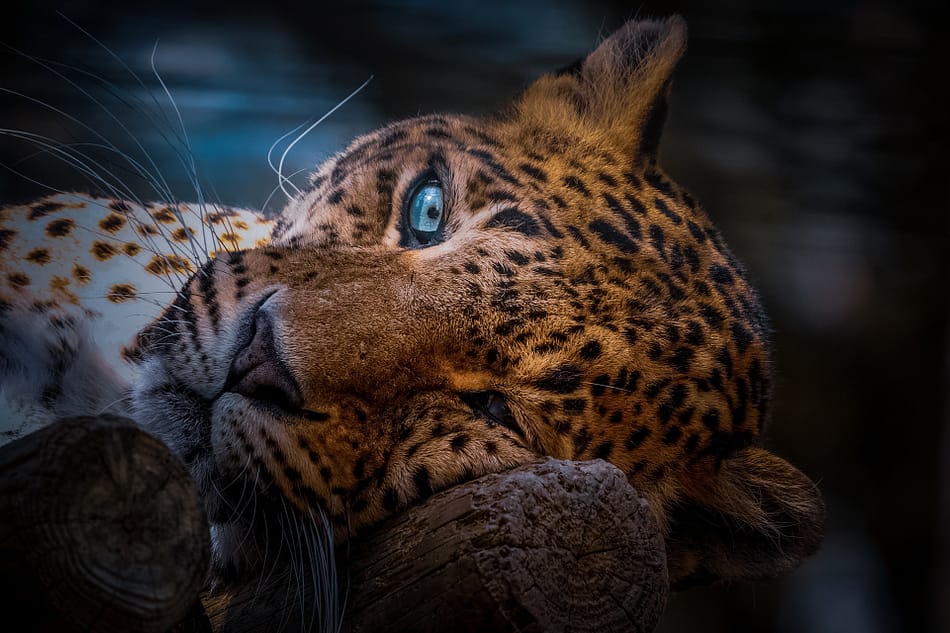 Syreality | Der Leopard als Krafttier: ein stiller Begleiter zu innerer Stärke Syreality | Der Leopard als Krafttier: ein stiller Begleiter zu innerer Stärke