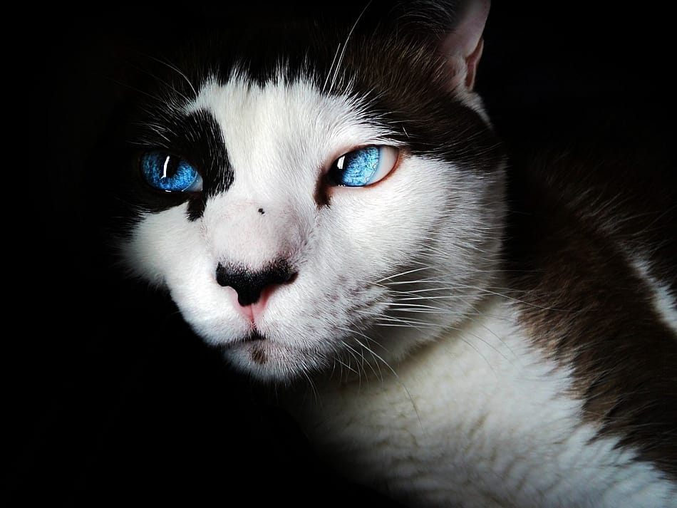 Syreality | Die Katze als Krafttier! Die Hauskatze ein sanfter Stubentiger? Syreality | Die Katze als Krafttier! Die Hauskatze ein sanfter Stubentiger?